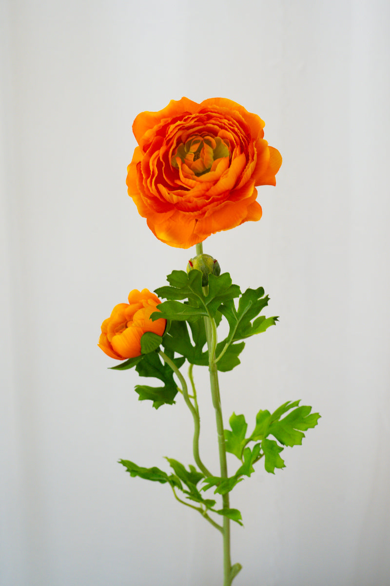 Single Large Ranunculus (Orange) – FYNW Flower Studio UK